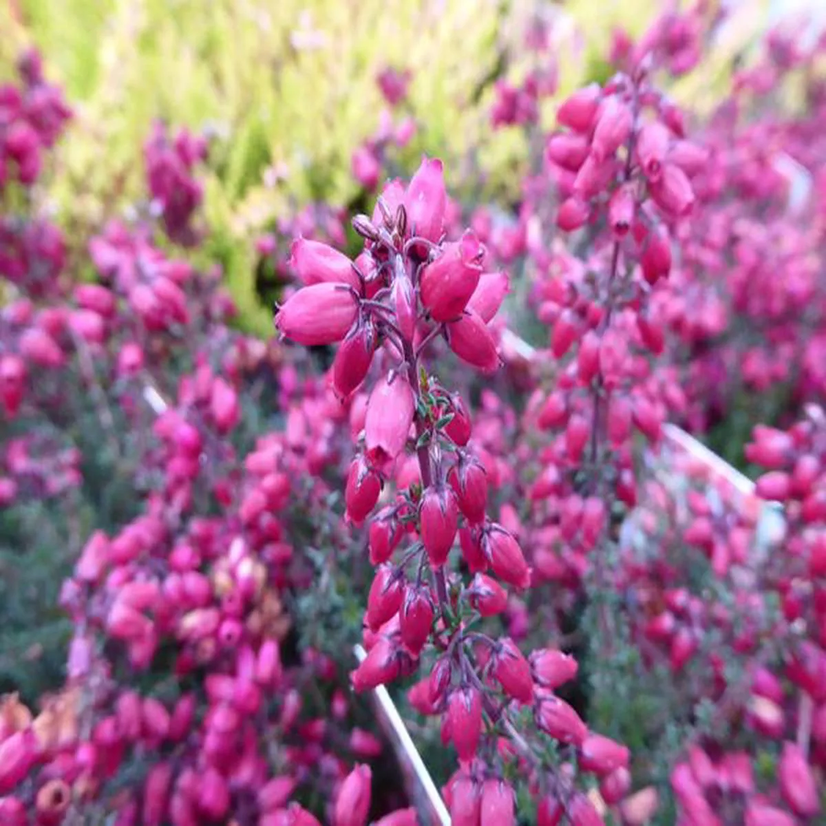 Erica cinerea Providence (9cm pot)bell heather