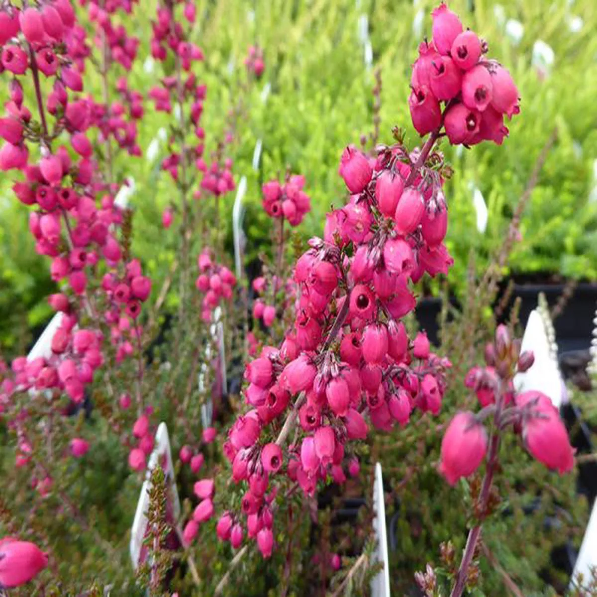 Erica cinerea Stephen Davis (9cm pot)bell heather