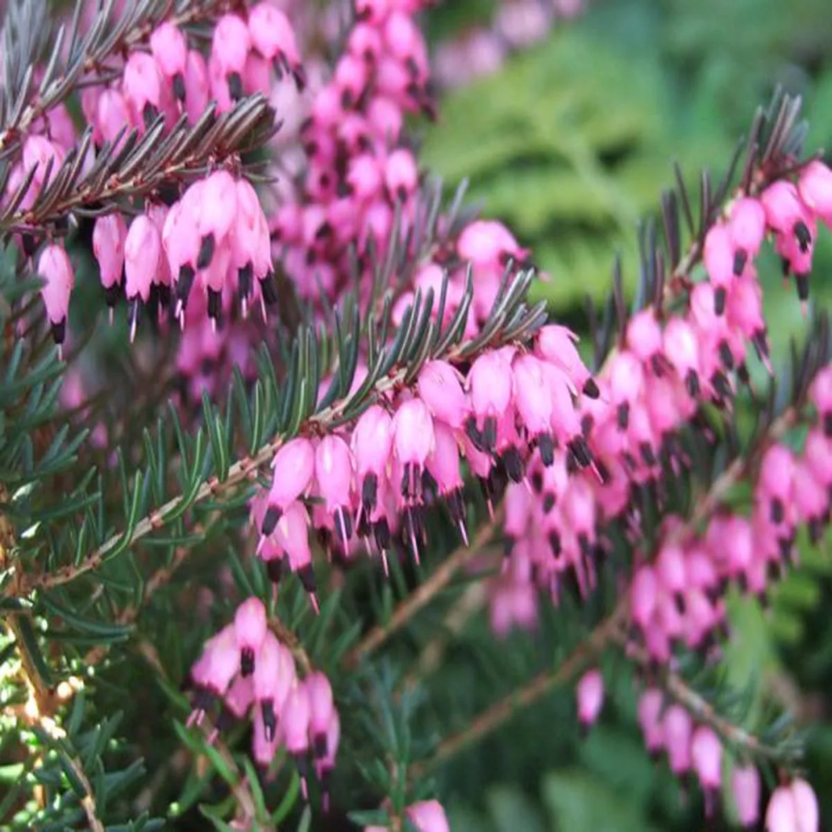 Erica x darleyensis Kramers Red (1 litre pot)Heather