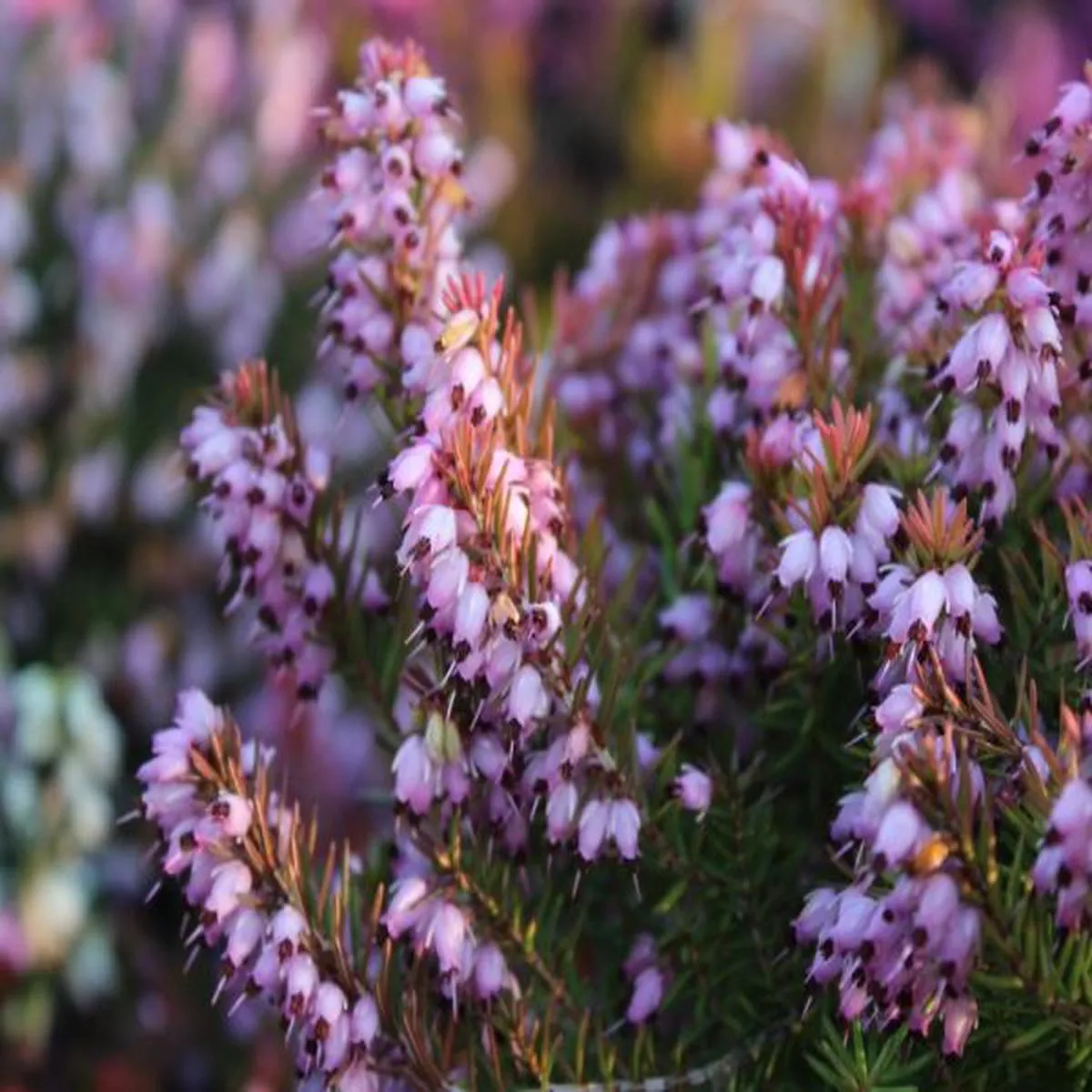 Erica x darleyensis Mary Helen (9cm pot)Heather