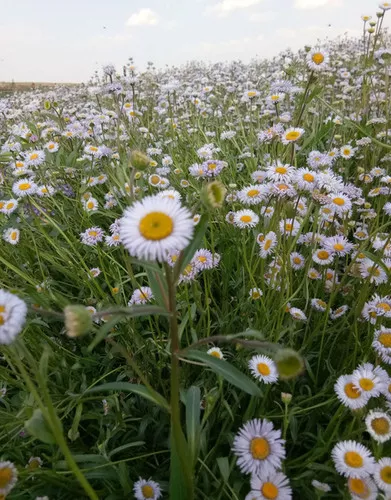 Erigeron breviscapus