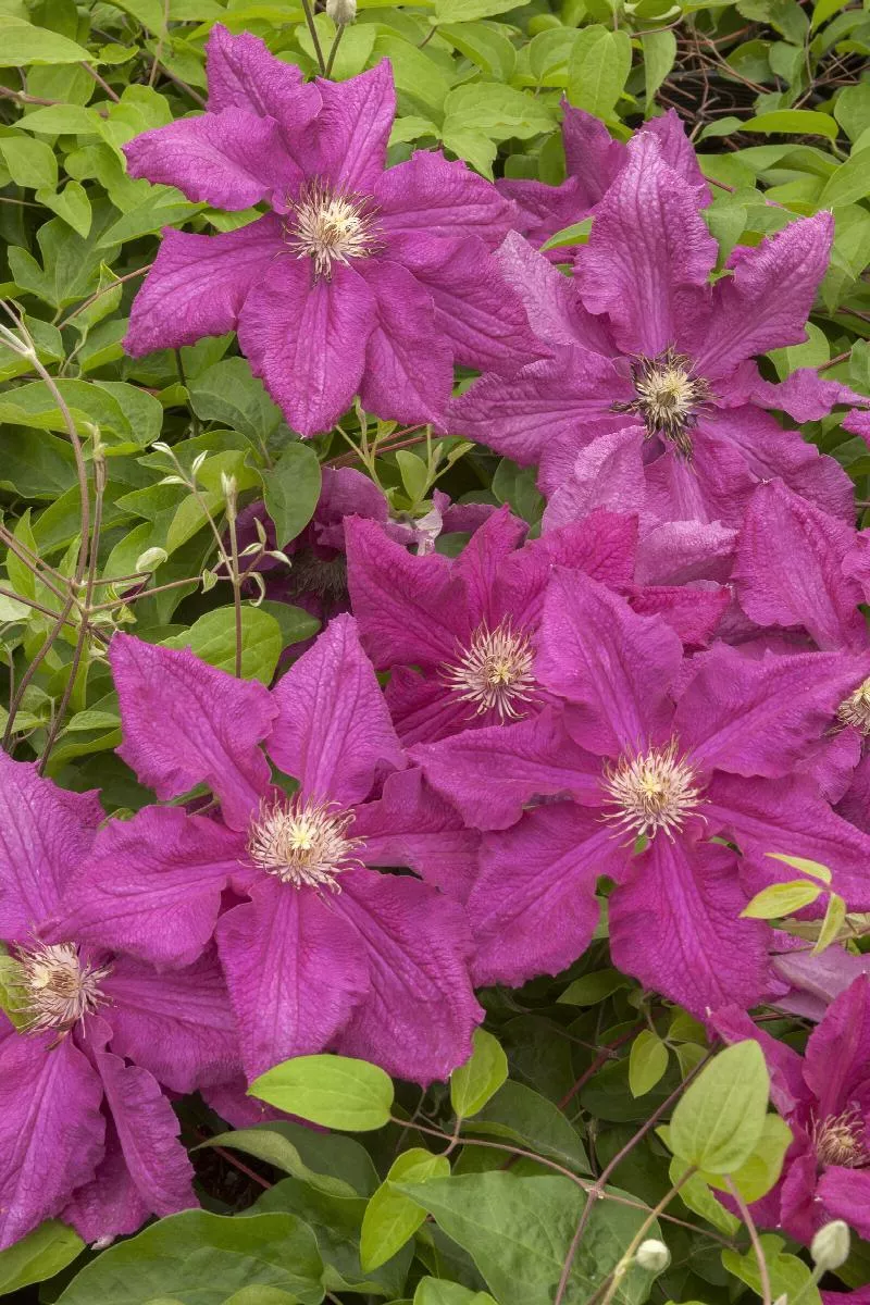 Ernest Markham Clematis
