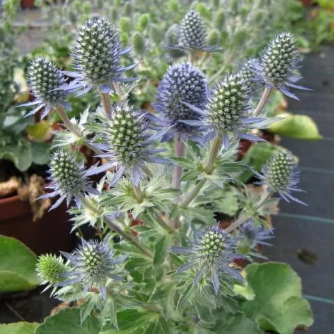 Eryngium planum 'Blue Hobbit'- Blue Hobbit Sea Holly