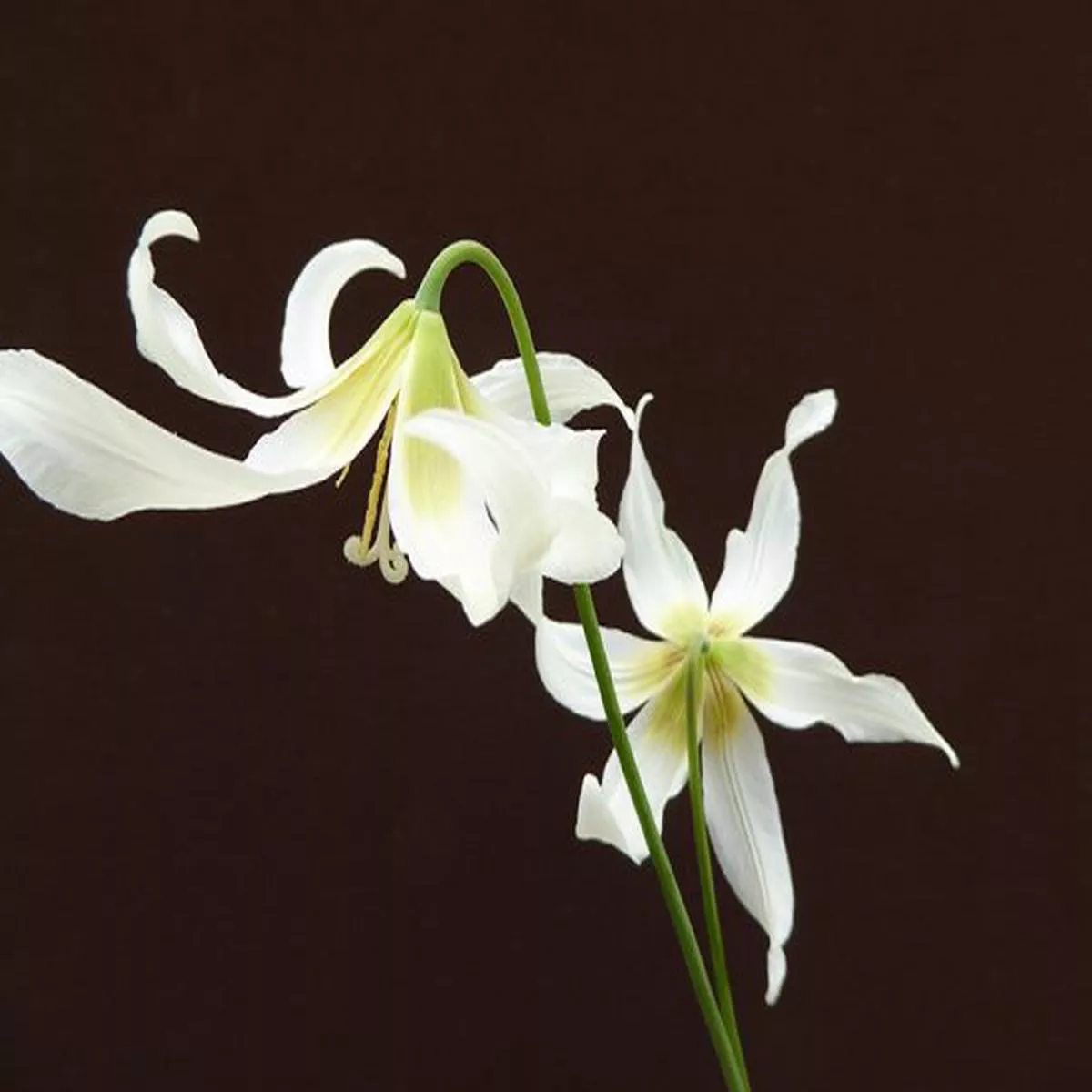 Erythronium Harvington SnowgooseFawn Lily