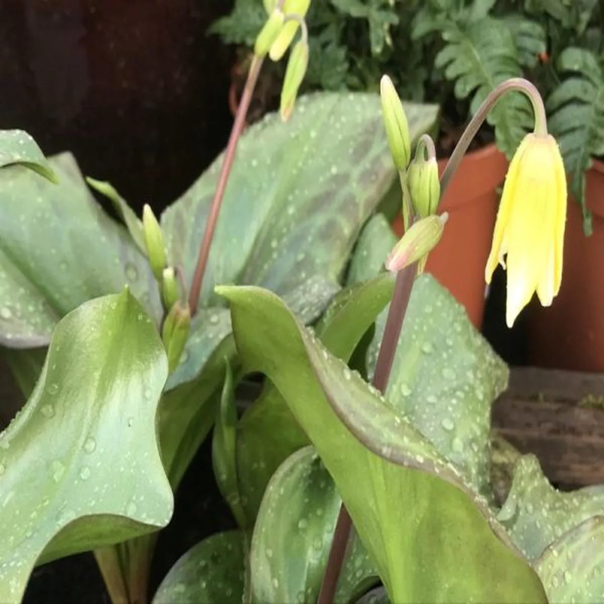 Erythronium PagodaFawn Lily