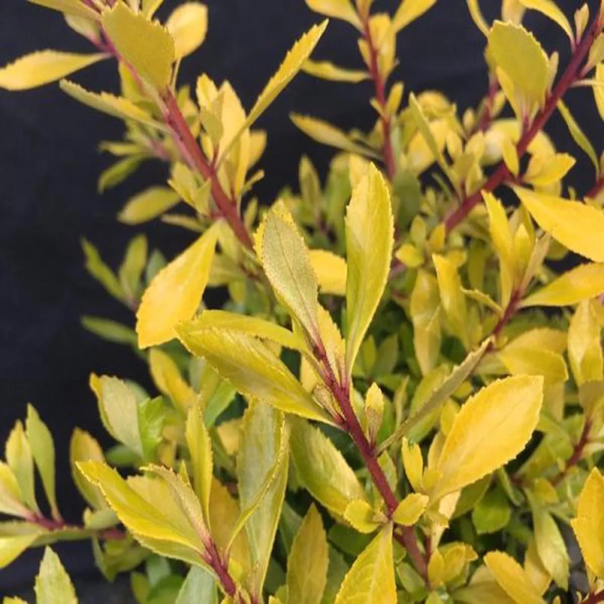 Escallonia Golden Carpet