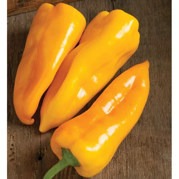Escamillo Sweet pepper- 4" pot