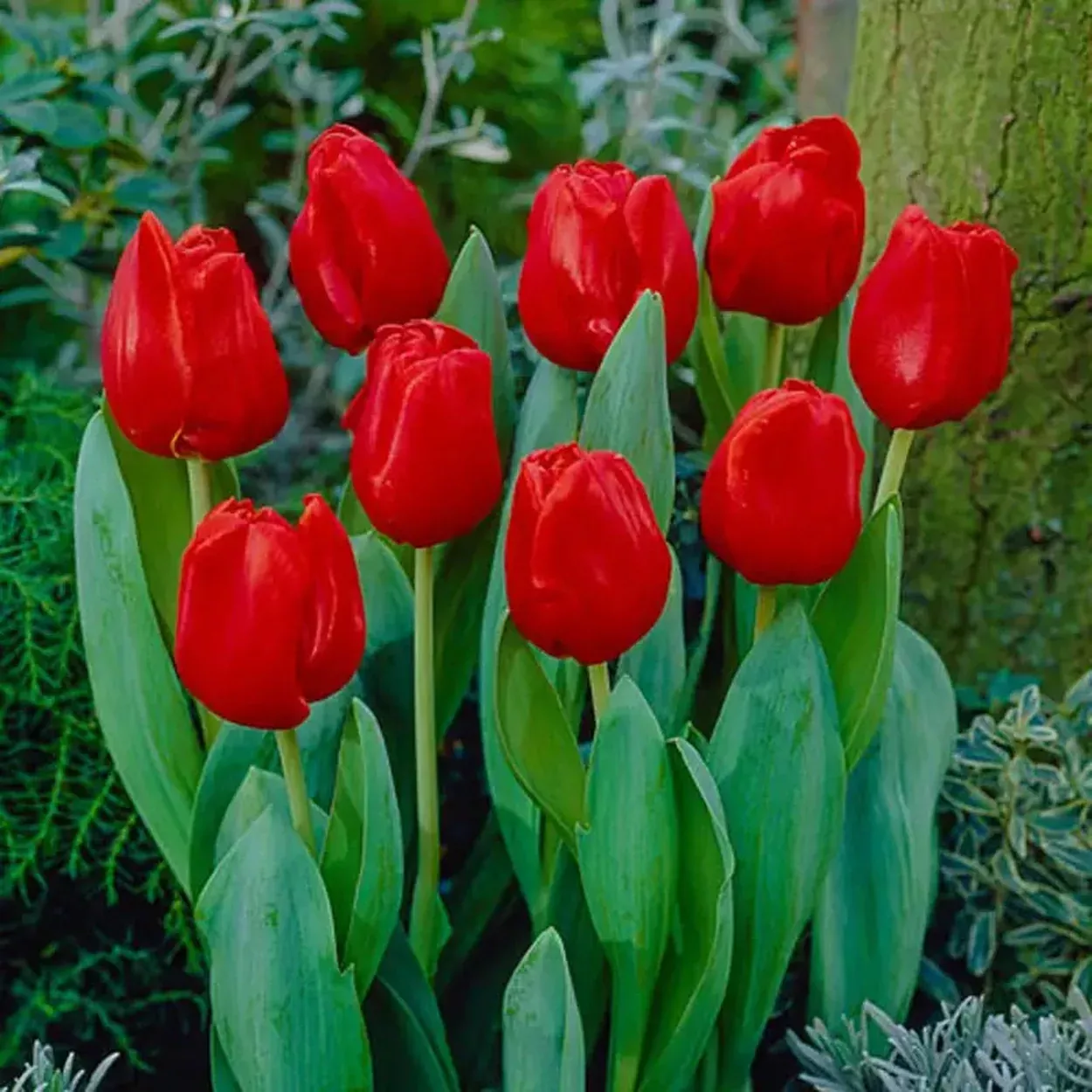 Escape Tulip Super Sak