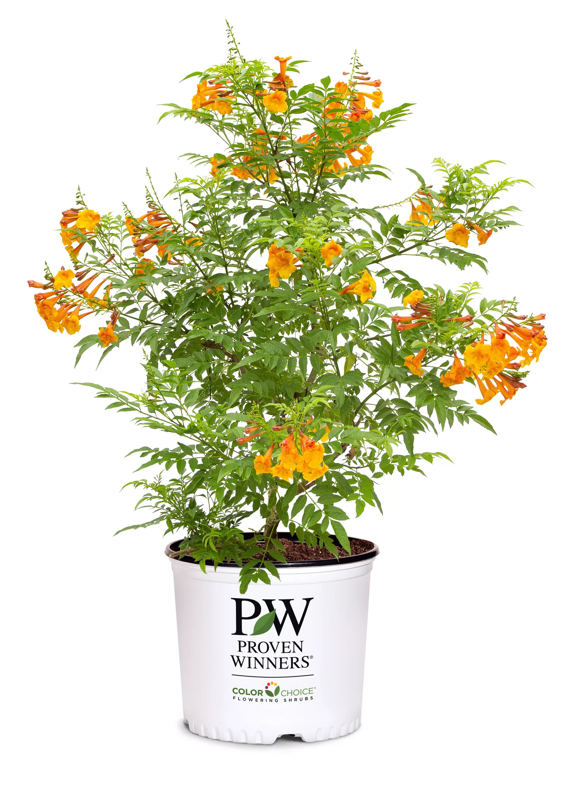 Esperanza Chicklet Orange - 2 Gallon