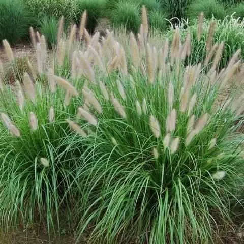 Etouffee Sterile Fountain Grass
