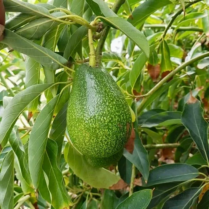 Ettinger Avocado
