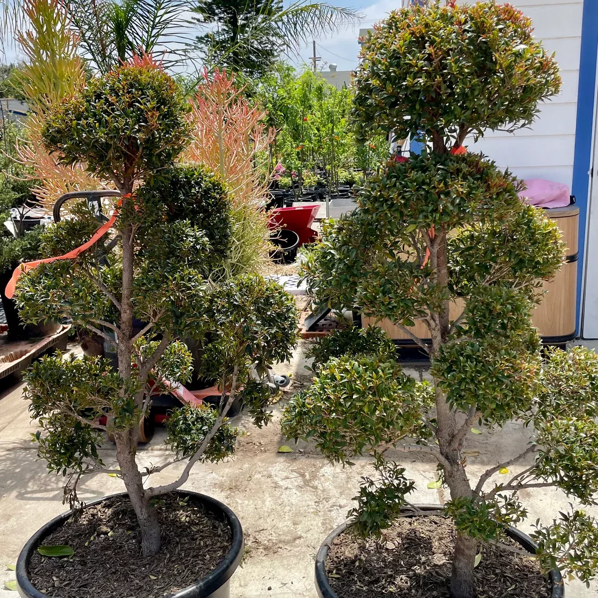 Eugenia Pom Pom Topiary