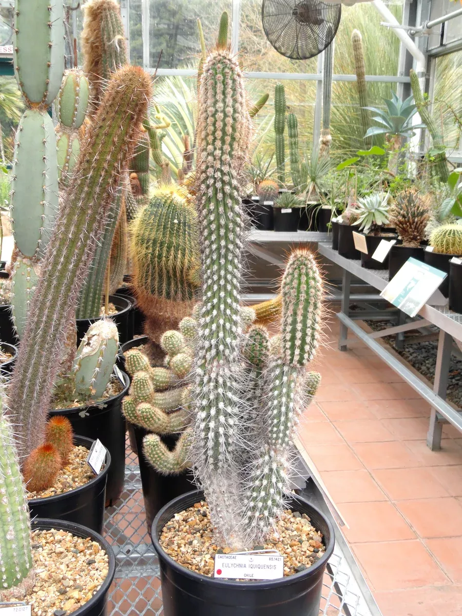 Eulychnia iquiquensis Seeds - Copao