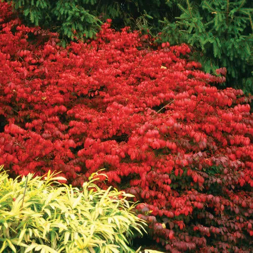 Euonymous Alatus 'Fire Ball'