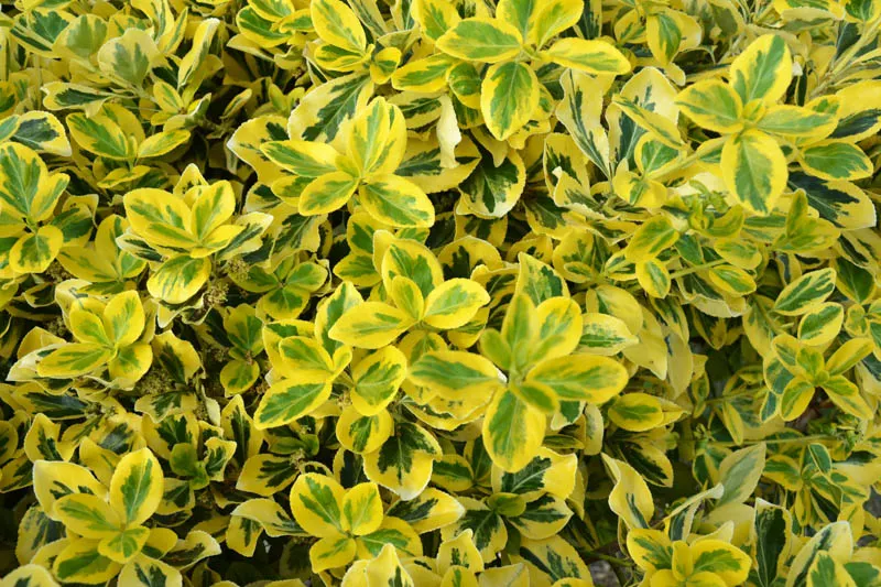 Euonymous 'Green N' Gold'