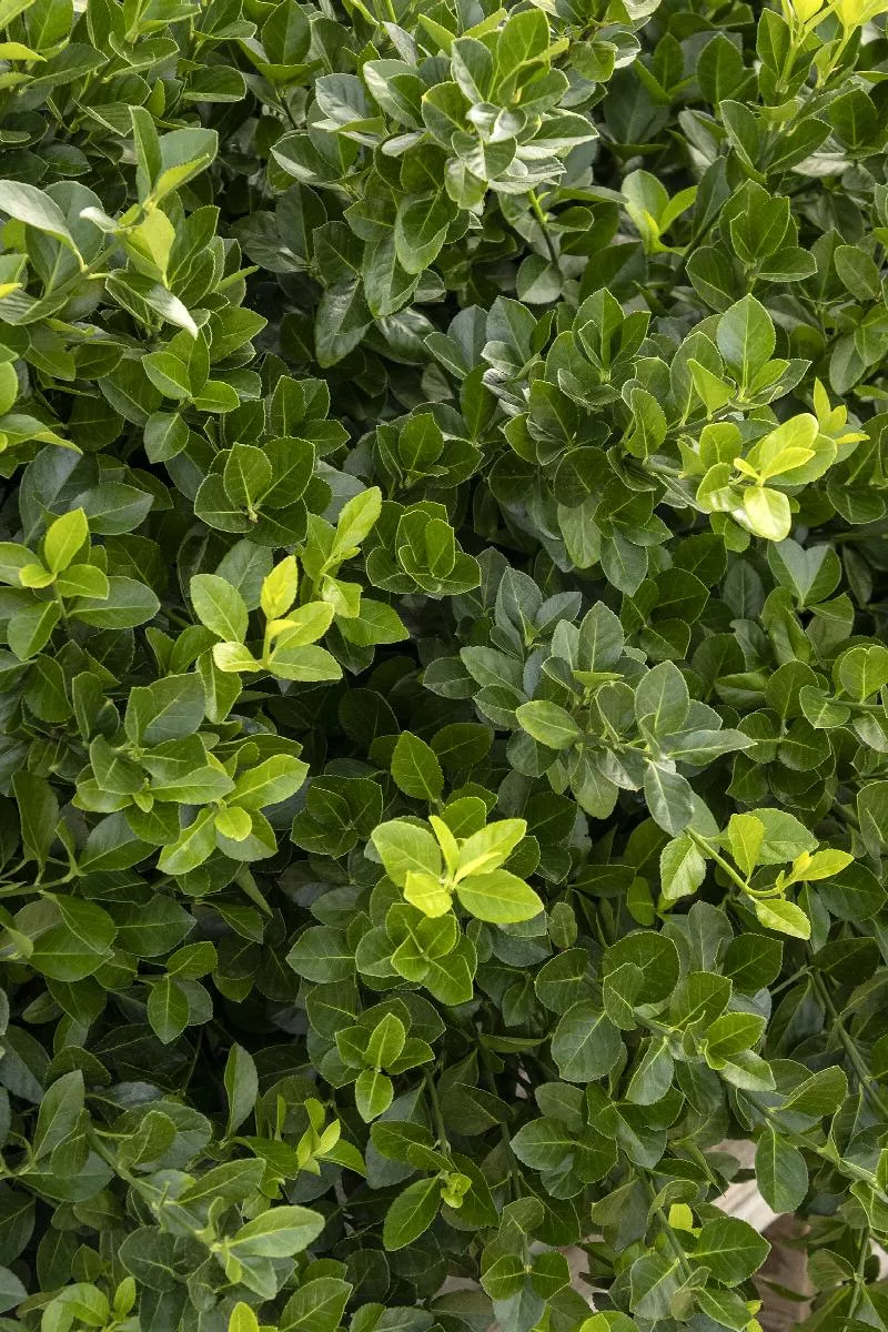 Euonymous Patens 'Manhattan'