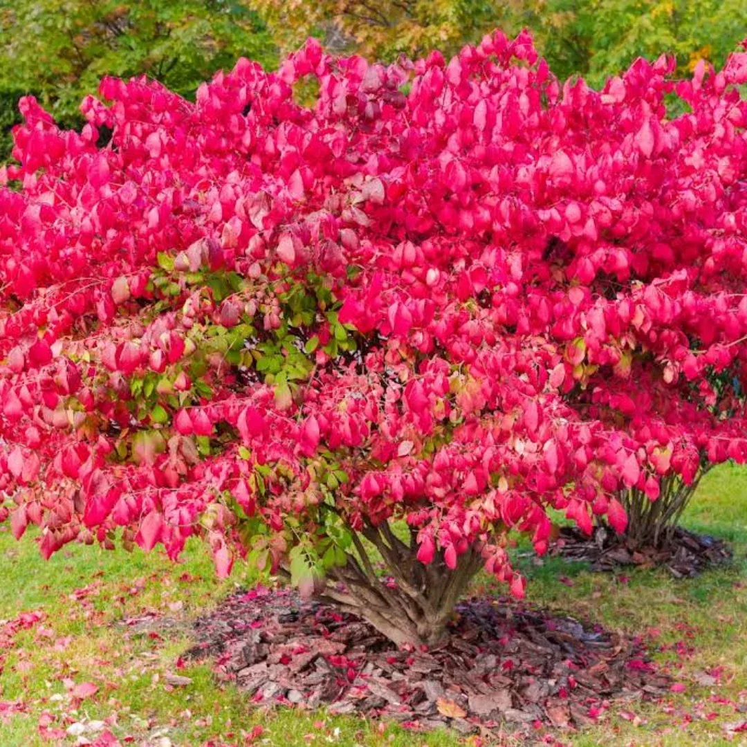 Euonymus Alatus Compactus