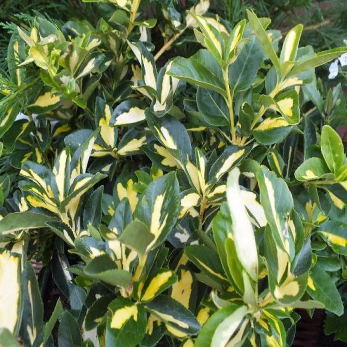 Euonymus fortunei Blondy