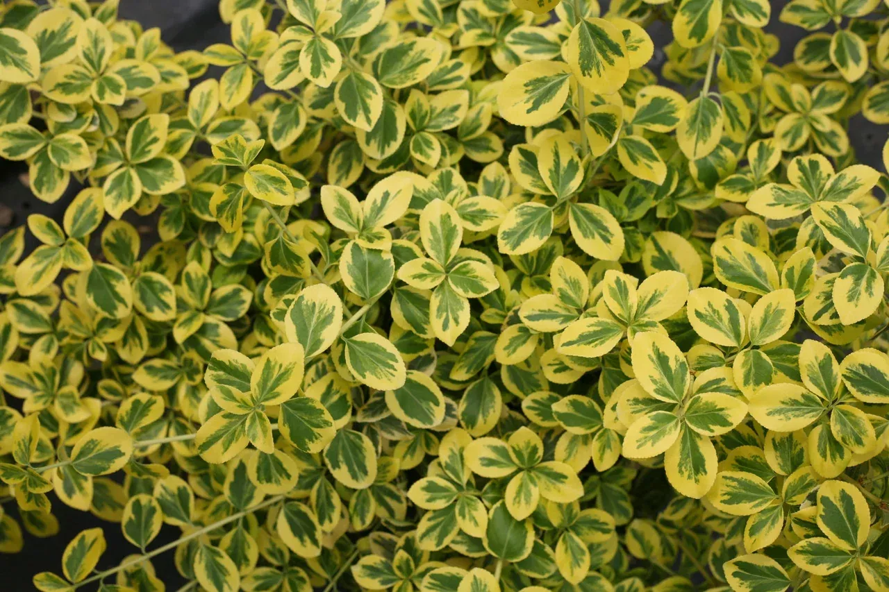 Euonymus Fortunei 'Gold Splash'