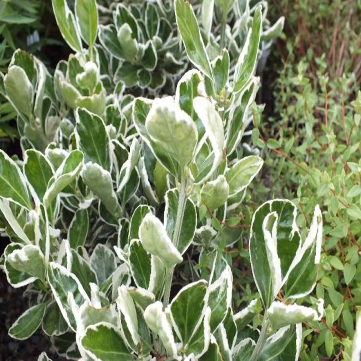 Euonymus japonicus KathySpindle