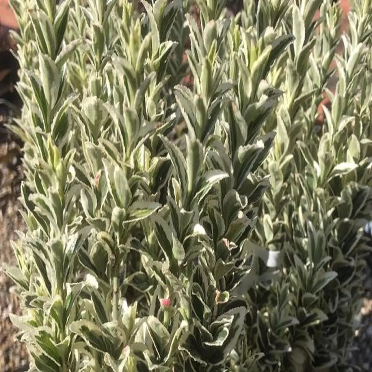 Euonymus japonicus White SpireSpindle