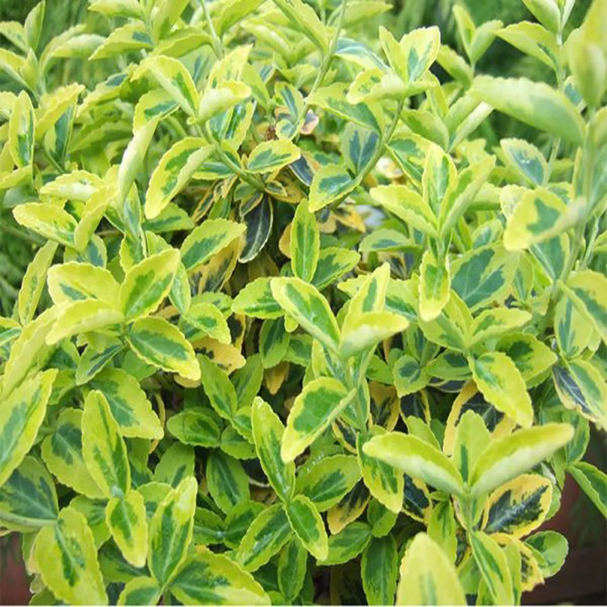 Euonymus planipesSpindle