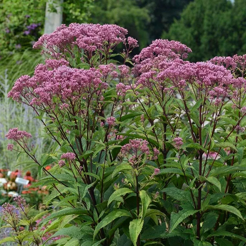 Eupatorium Baby Joe Plant Plug (Eupatorium dubium 'Baby Joe') – Compact, Pollinator-Friendly Purple Blooms for Borders.