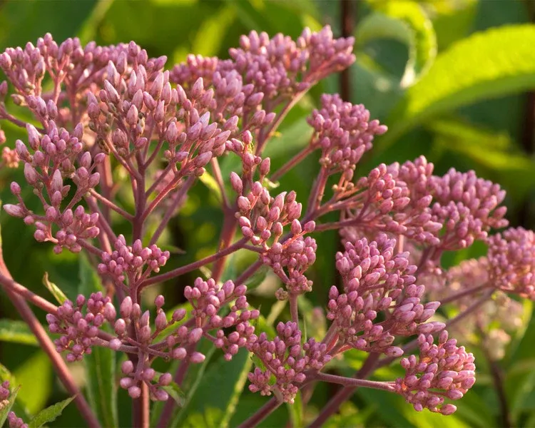 Eupatorium Dubium Baby Joe Dwarf Joe Pye Weed