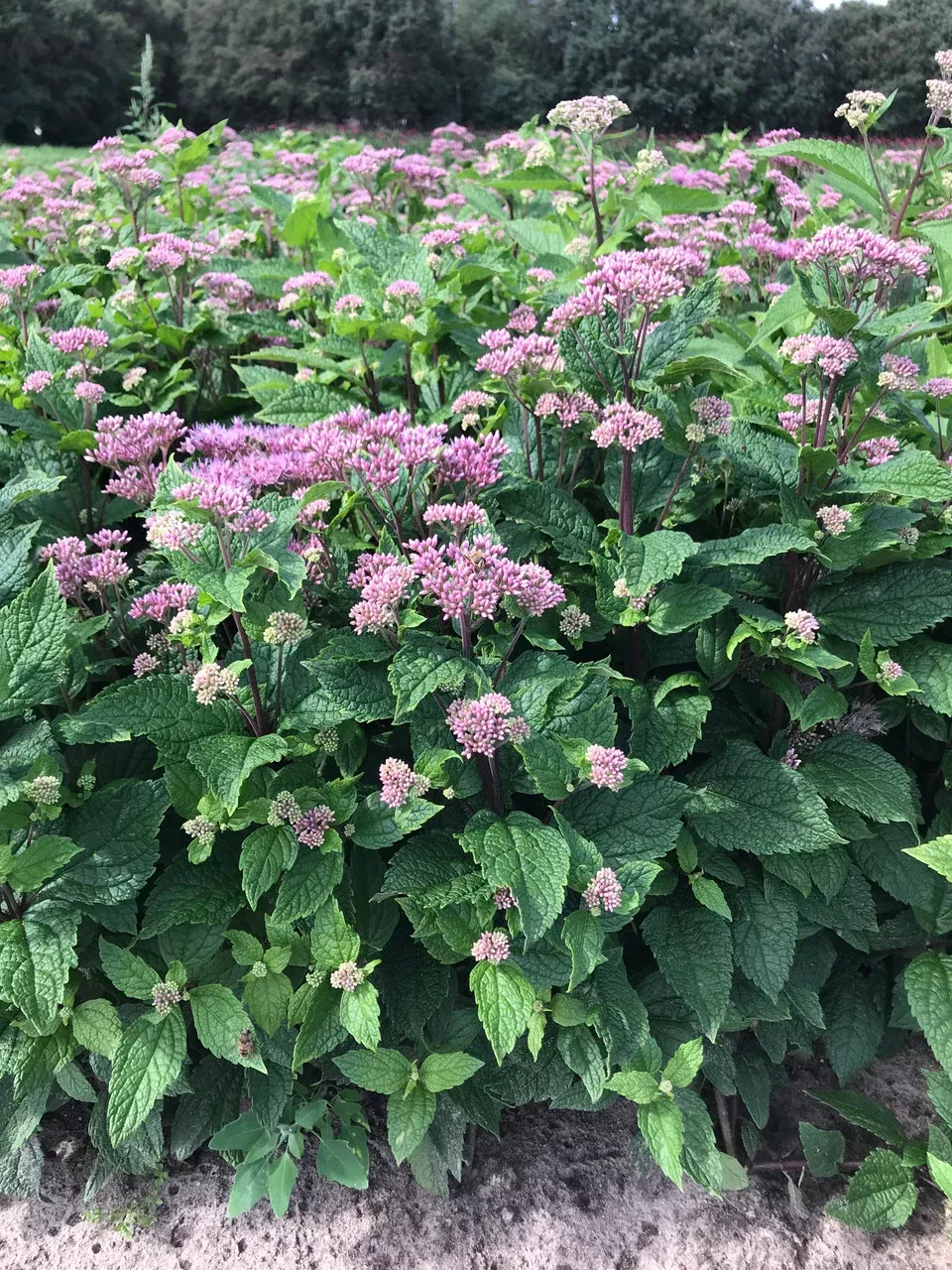 Eupatorium dubium 'Little Pye'