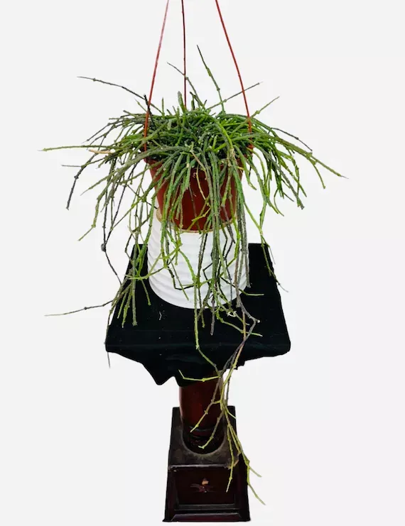 Euphorbia Bundle of Sticks