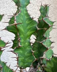 Euphorbia Grandicornis and zigzag