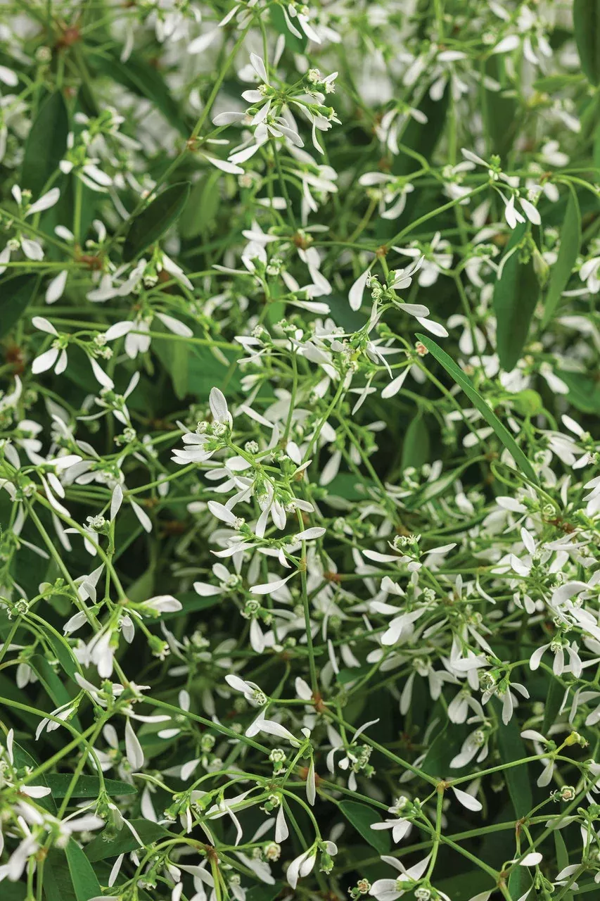Euphorbia hybrid 'Diamond Mountain'