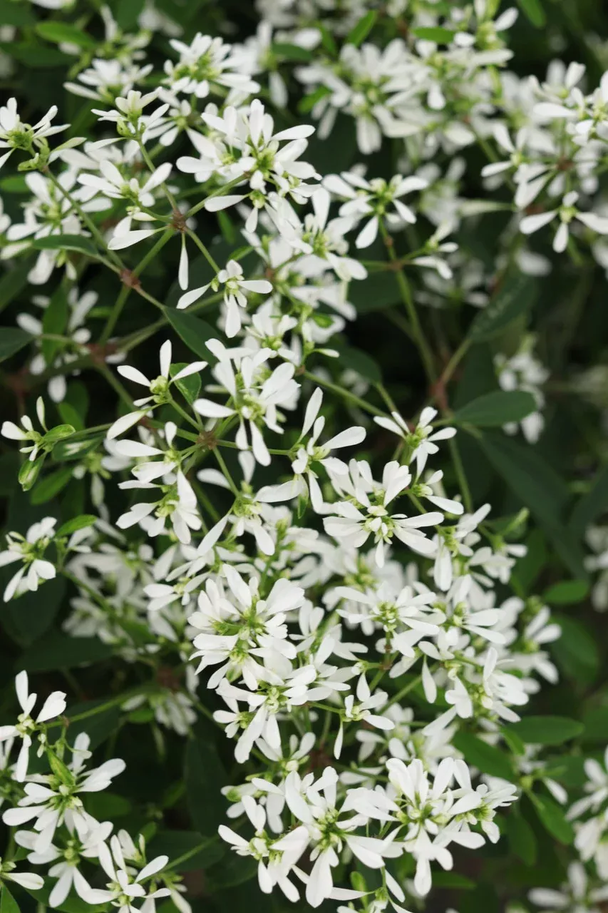 Euphorbia hybrid 'Diamond Snow'