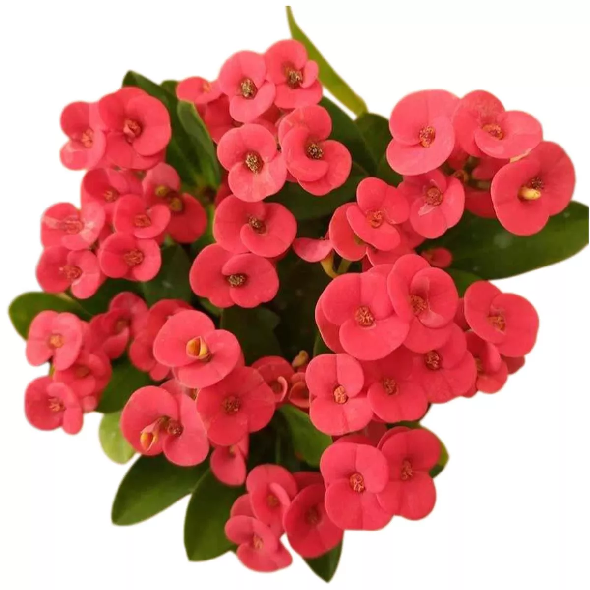 Euphorbia milii (Crown of Thorns) – Red