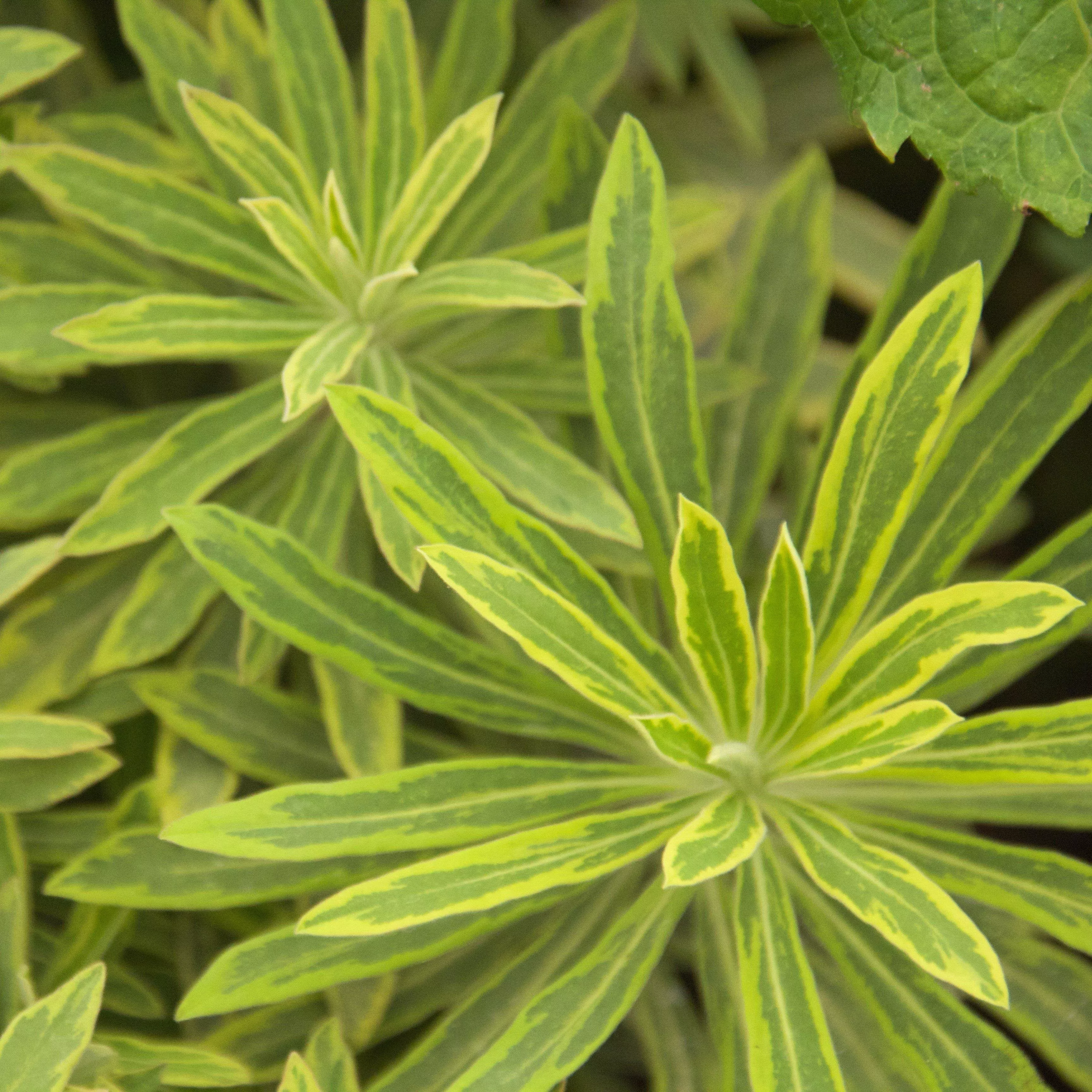 Euphorbia x martinii 'Ascot Rainbow'- Ascot Rainbow Spurge