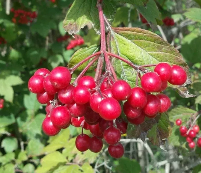 European Cranberrybush Seeds