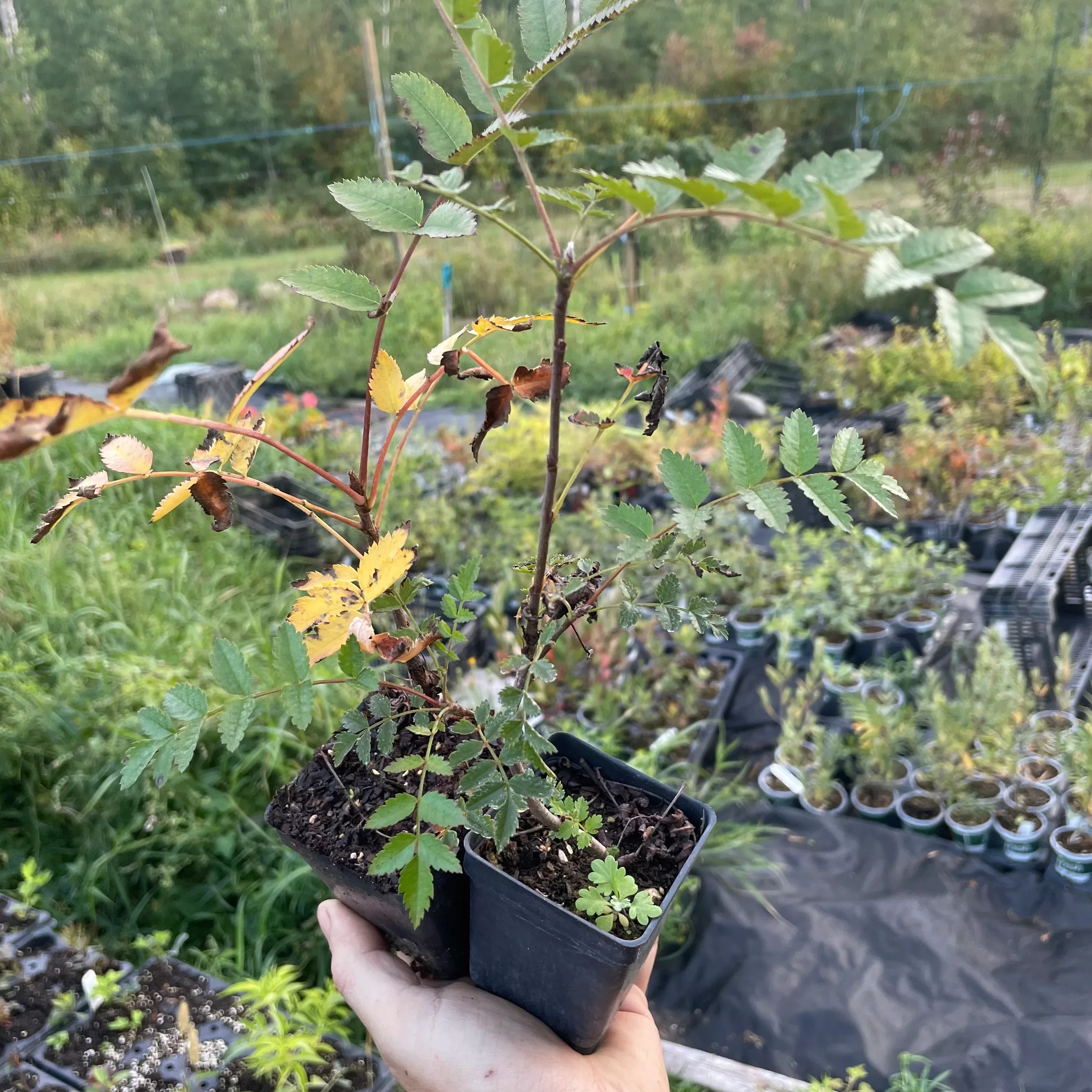 European Mountain Ash (Sorbus aucuparia)