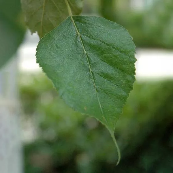 European White Birch