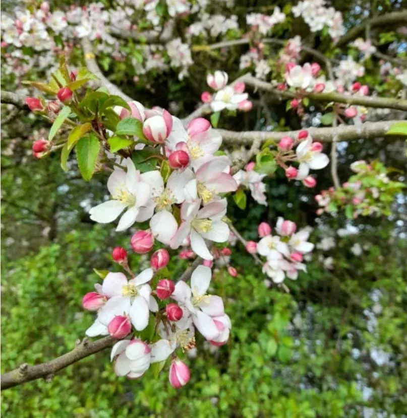 European Wild Crabapple Seeds