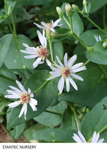 Eurybia macrophylla / Large Leaved Aster
