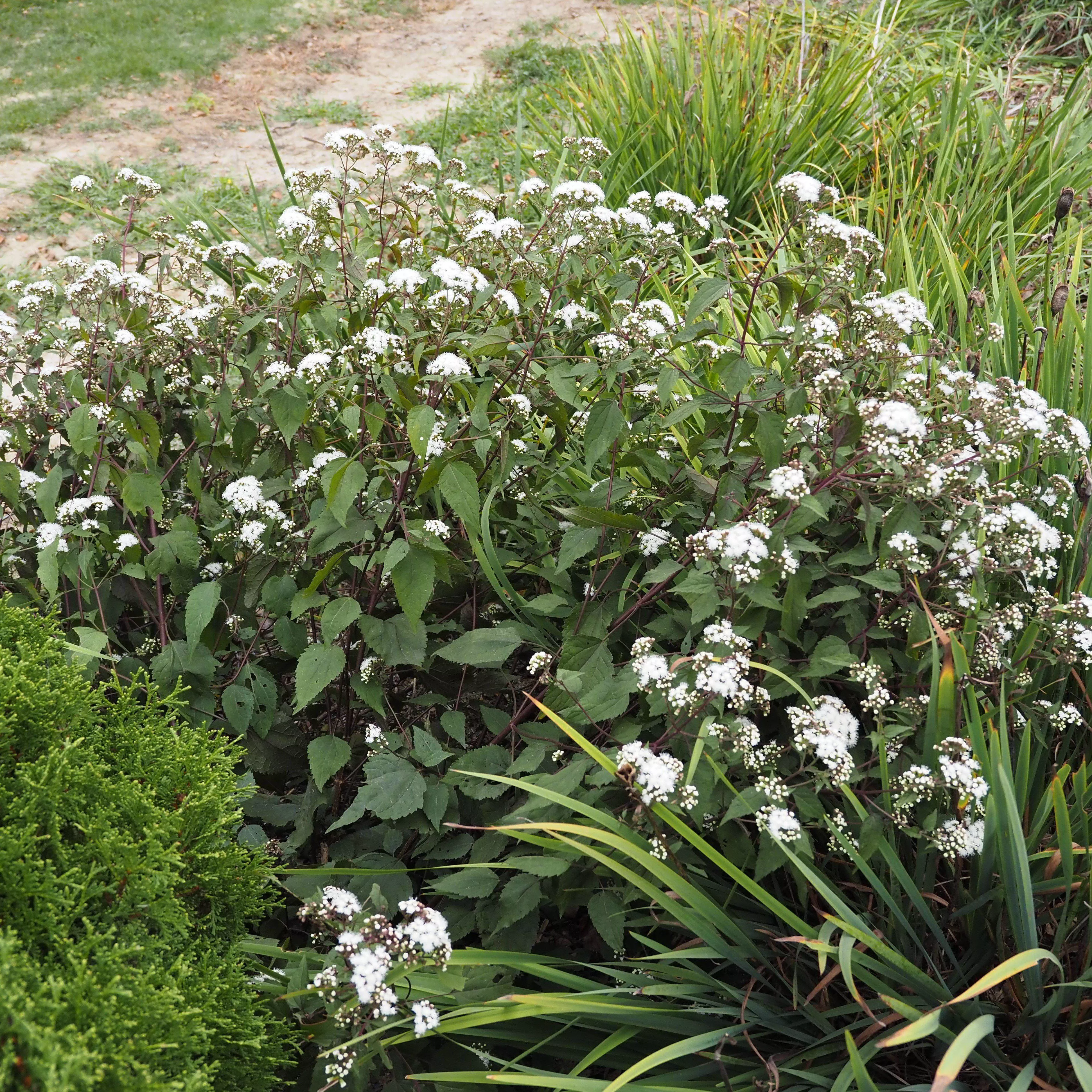 Eutrochium rugosum 'Chocolate'- Chocolate Snakeroot