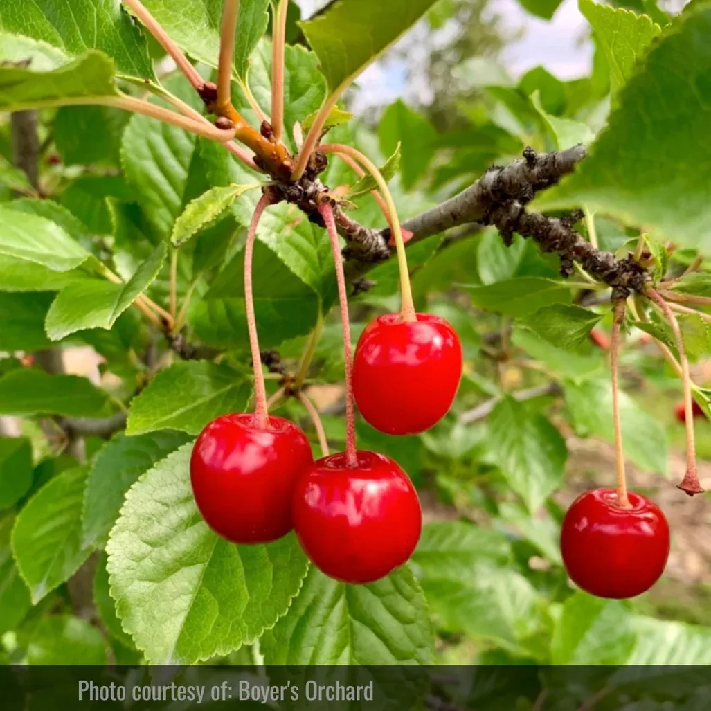 Evans Cherry Tree