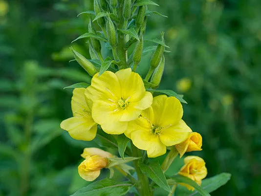 Evening Primrose Wildflower Seeds