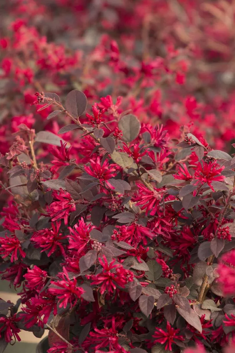 Ever Red Fringe Flower