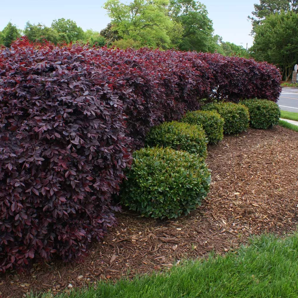 Ever Red Loropetalum Shrub