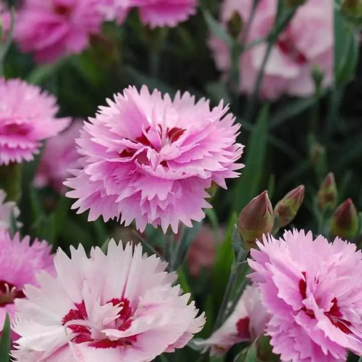 Everlast Lavender Eye Pinks