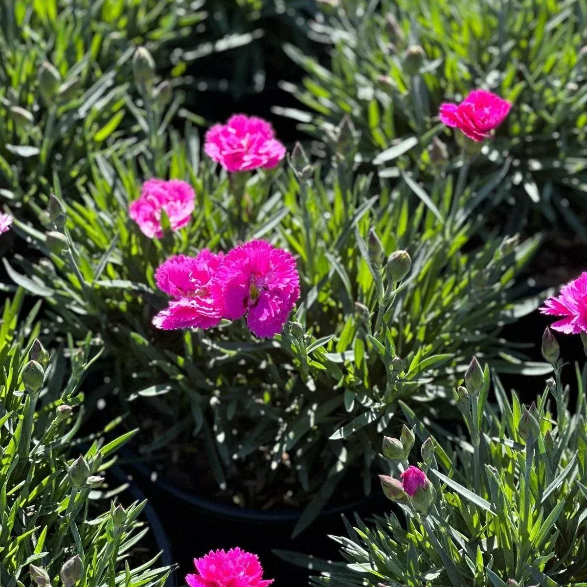 Everlast Orchid Pinks