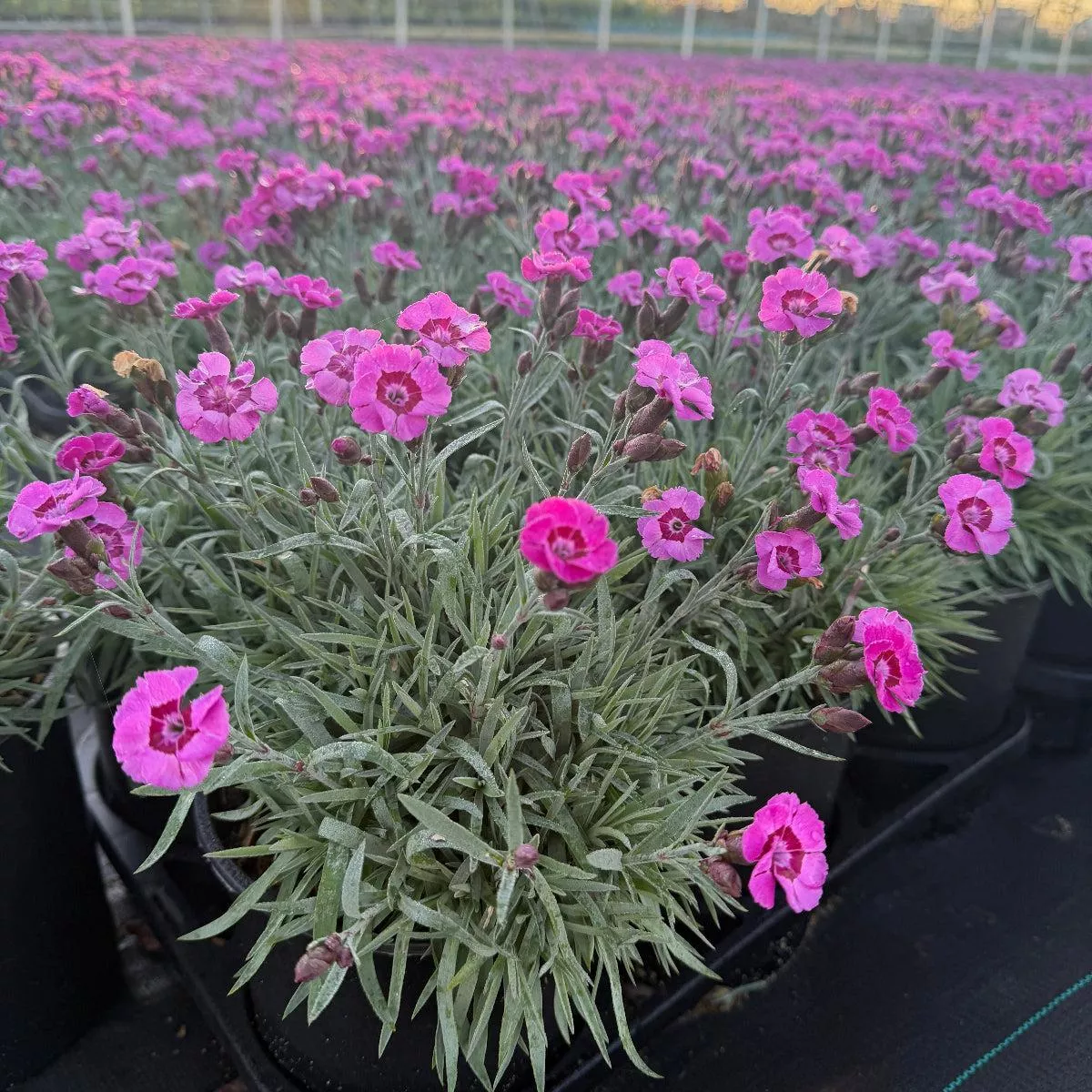 Everlast Violet Blue Pinks