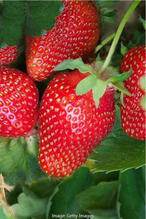 Eversweet Strawberry