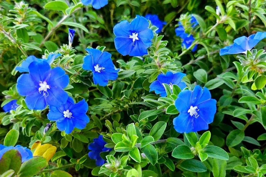 Evolvulus Blue/ Blue Daze